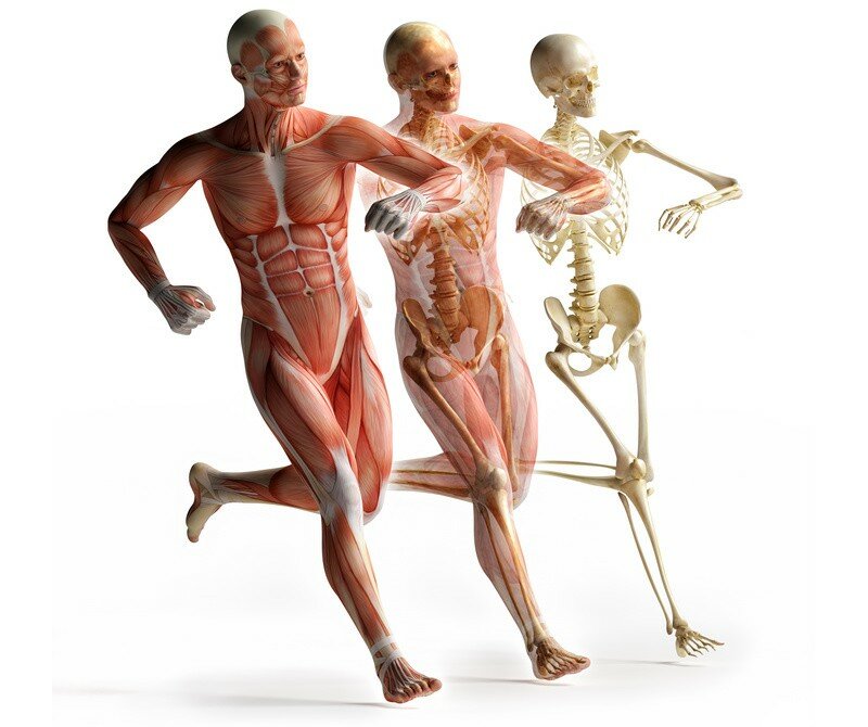 Formation ANATOMIE et PHYSIOLOGIE 